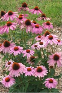 Vote for Favorite Flower Image